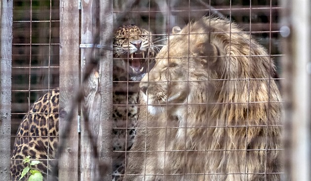 Ze zoo ve Zvoli mizí šelmy. Lev uprchl, levharta odvezl majitel, na pumy se čeká