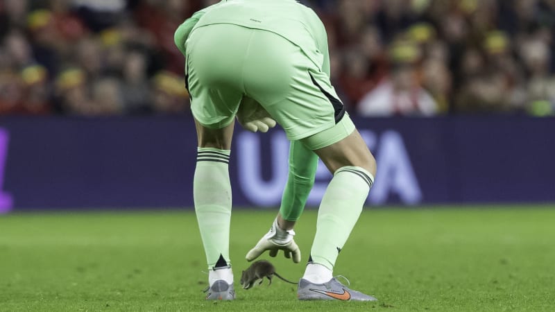 Utkání kvalifikace na fotbalové MS narušila krysa. Média si utahují z „lovce“ Courtoise