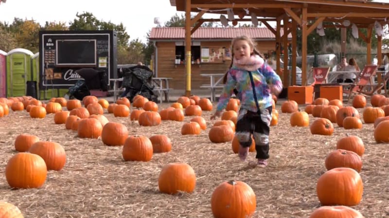 Sezóna dýní začala. Oblíbené pochutiny jsou stovky druhů, každá se hodí na něco jiného