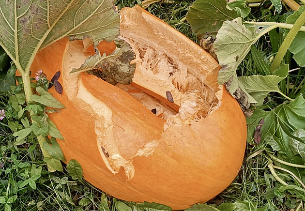 Vandal na zahradě rozšlapal všechny obří dýně, jeho řádění neunikl ani skleník