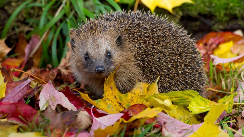 Jak vypadá průběh ježčího roku? Kdy mu pomáhat a čím mu neublížit