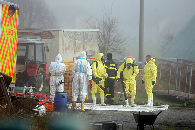 Na Třebíčsku začalo utrácení 20 tisíc kachen, ptačí chřipka chov postihla i vloni