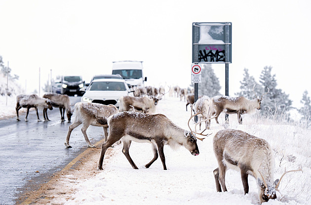 Napadl sníh a vyrojili se sobi. Skotsko zaskočil první „vánoční“ dopravní kolaps