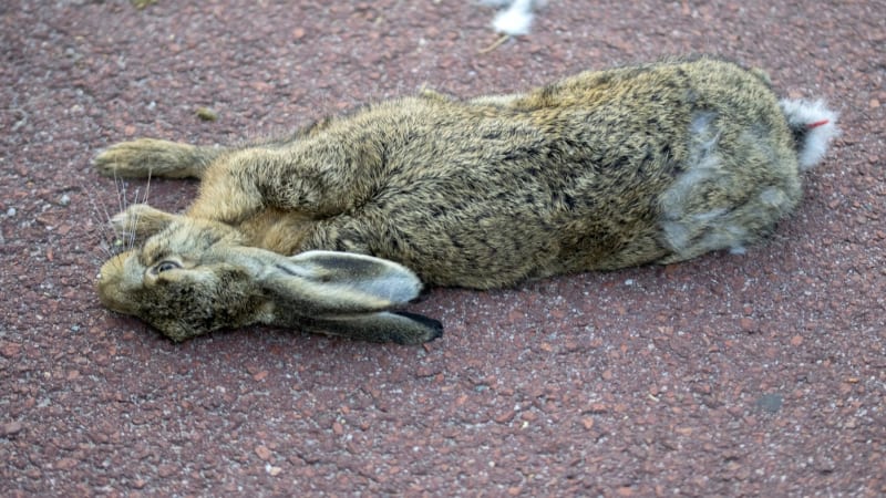 Poplach na Kroměřížsku: Uhynulý zajíc trpěl zákeřnou brucelózou, nemoc se šíří i na člověka