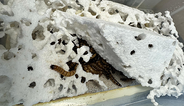 Superčervi „žerou“ plasty. Může to pomoci s řešením likvidace odpadů, věří vědci