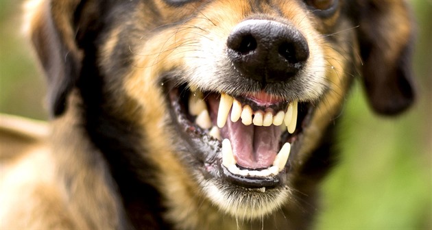 Trojice psů zaútočila na štěně retrívra, pokousala i jeho majitelku