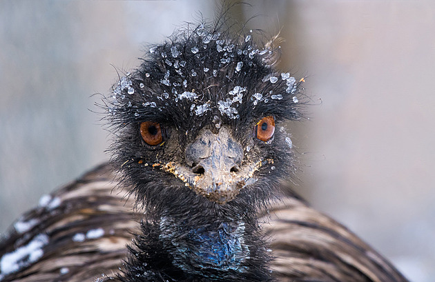U uhynulých ptáků v pražské zoo potvrdili ptačí chřipku, zahrada přijímá opatření