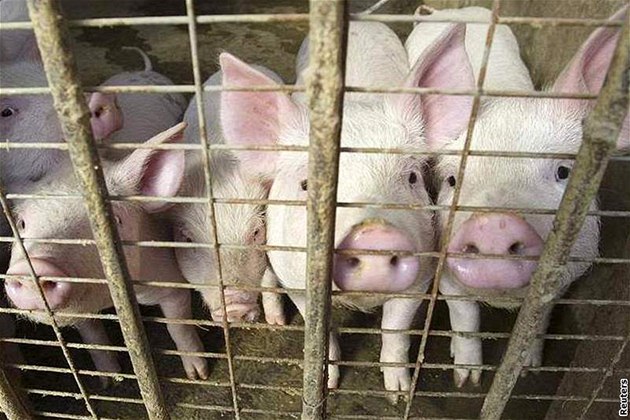 Veterináři odebrali chovateli sto vepřů, zanedbaná zvířata se vzájemně napadala