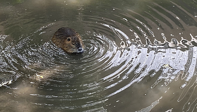 Cedule se zákazem krmení nestačí. Invazi potkanů a nutrií krotí jedy, pasti i lovci